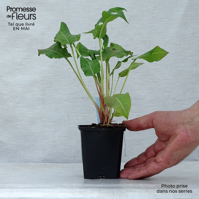 Persicaria amplexicaulis Rosea - Mountain Fleece 8/9 cm pot sample as delivered in spring