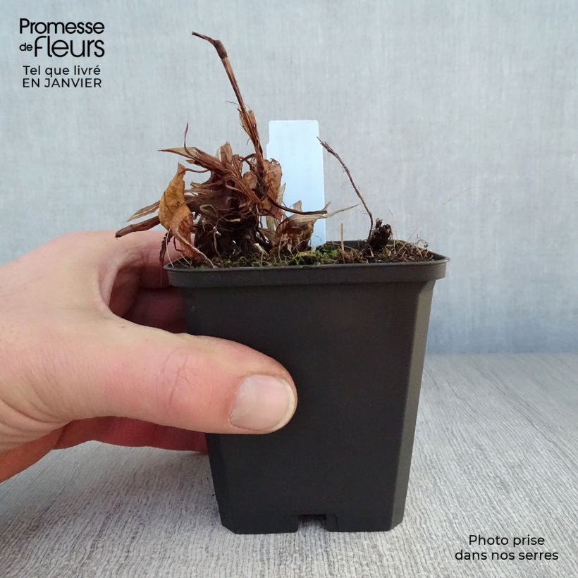 Persicaria amplexicaulis Rosea - Mountain Fleece 8/9 cm pot sample as delivered in winter