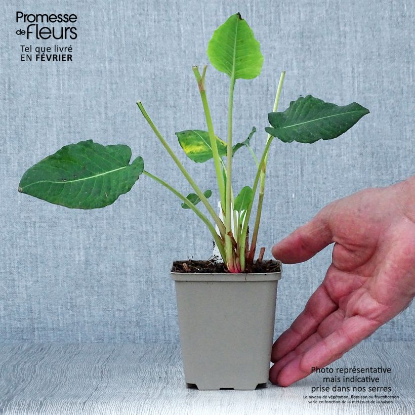 Persicaria amplexicaulis Vesuvius - Mountain Fleece 8/9 cm pot sample as delivered in autumn
