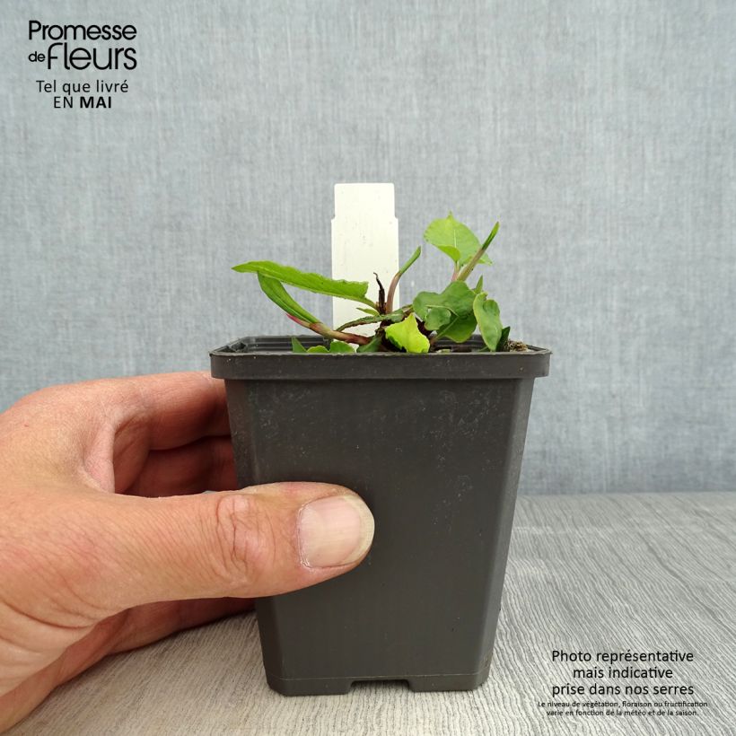Persicaria amplexicaulis Vesuvius - Mountain Fleece 8/9 cm pot sample as delivered in spring