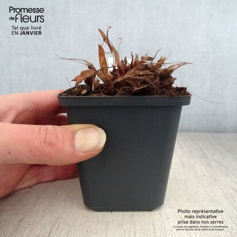 Persicaria amplexicaulis White Eastfield - Mountain Fleece 8/9 cm pot sample as delivered in winter