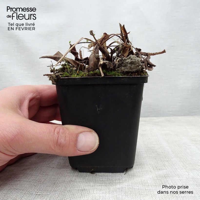Persicaria bistorta Hohe Tatra - Bistort 8/9 cm pot sample as delivered in winter