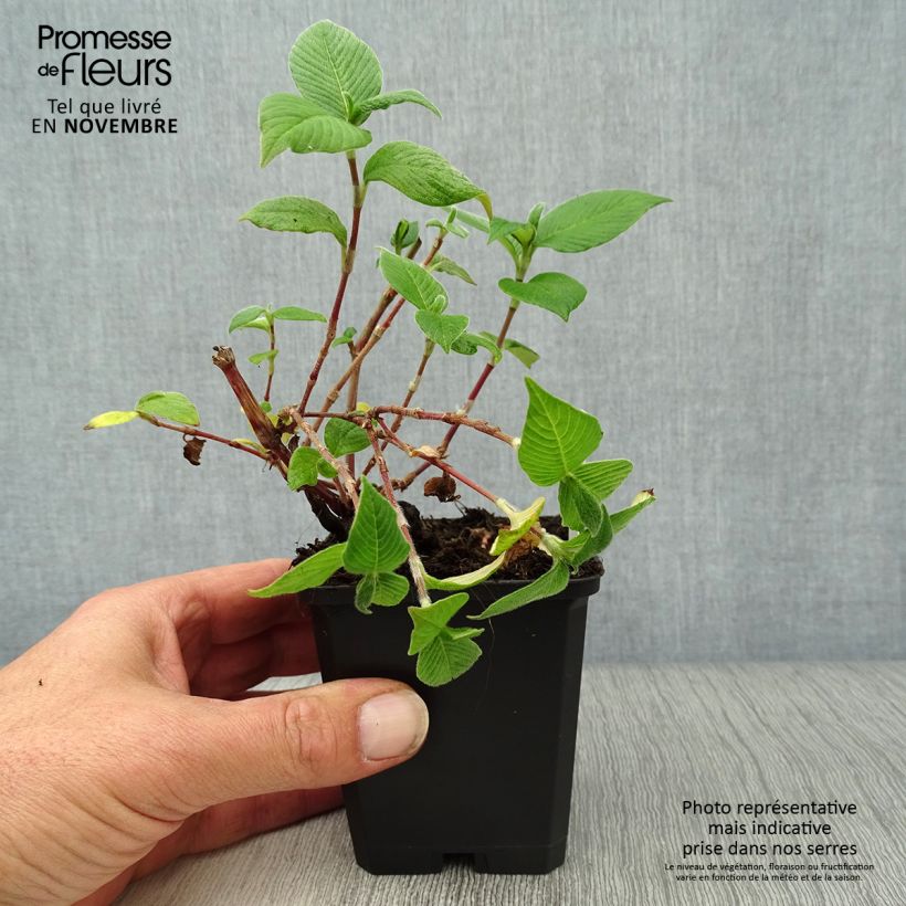 Persicaria campanulata 8/9 cm pot sample as delivered in autumn