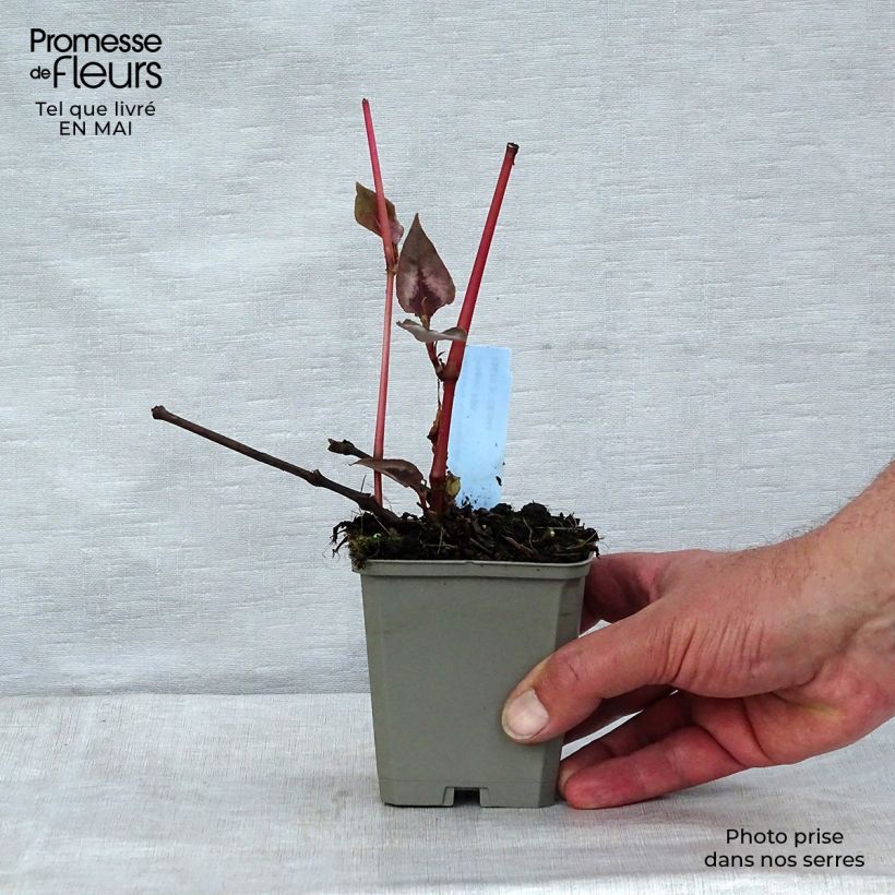 Persicaria microcephala Red Dragon - Knotweed 8/9 cm pot sample as delivered in spring