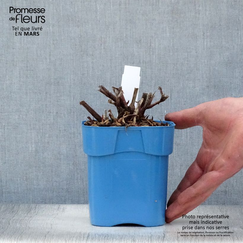 Persicaria microcephala Red Dragon - Knotweed 1.5L/2L pot sample as delivered in spring