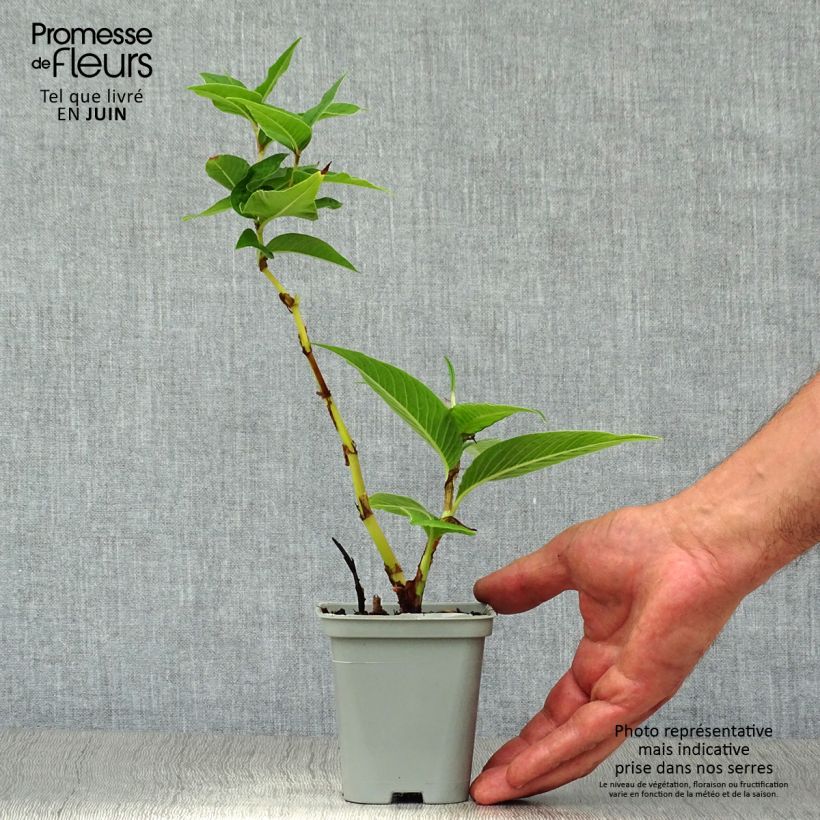Persicaria polymorpha - Knotweed 8/9 cm pot sample as delivered in summer