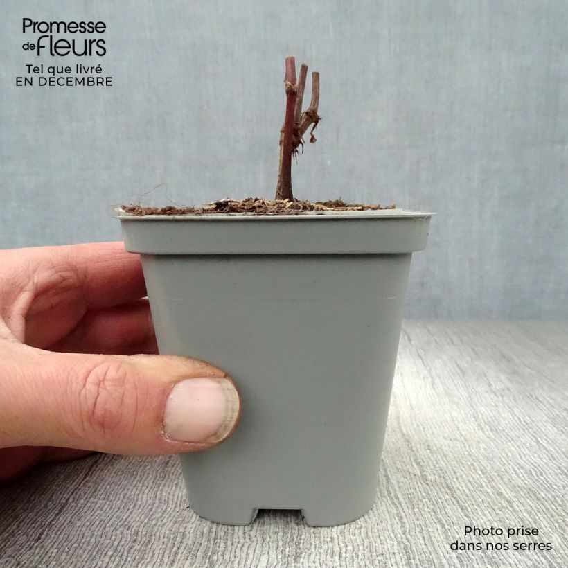 Persicaria polymorpha - Knotweed 8/9 cm pot sample as delivered in winter