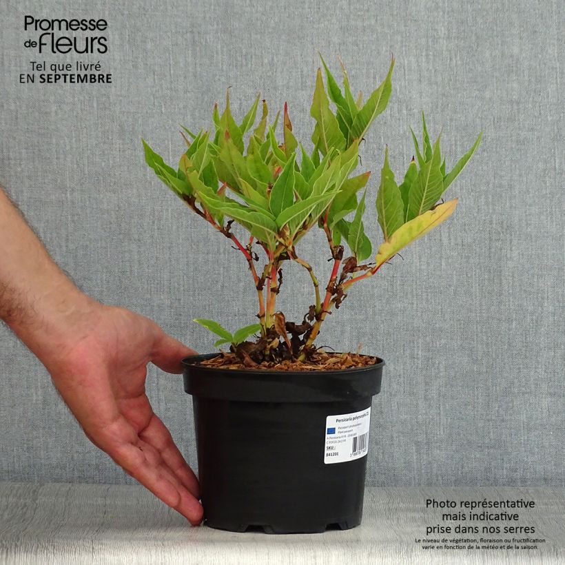 Persicaria polymorpha - Knotweed 2L/3L pot sample as delivered in summer