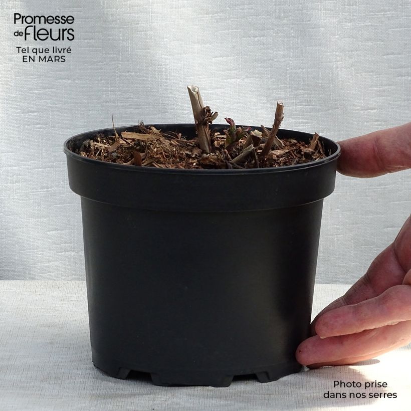 Persicaria polymorpha - Knotweed 2L/3L pot sample as delivered in spring