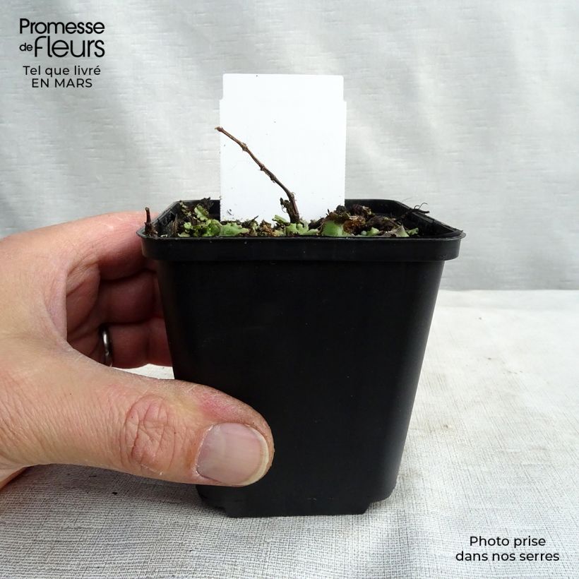 Persicaria runcinata Needhams Form - Knotweed 8/9 cm pot sample as delivered in spring