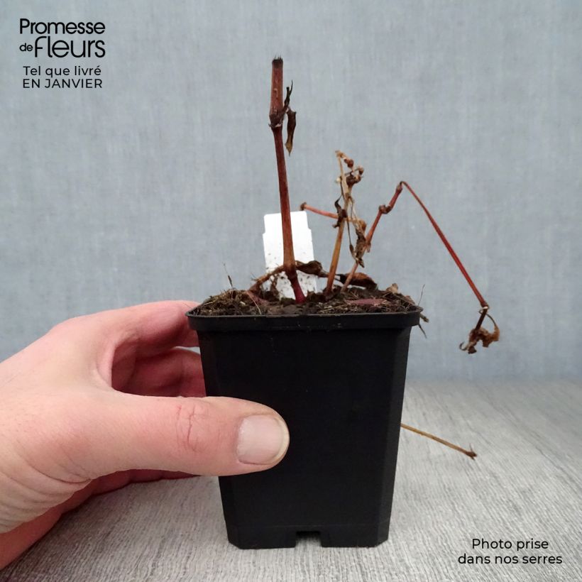 Persicaria runcinata Purple Fantasy - Knotweed 8/9 cm pot sample as delivered in winter