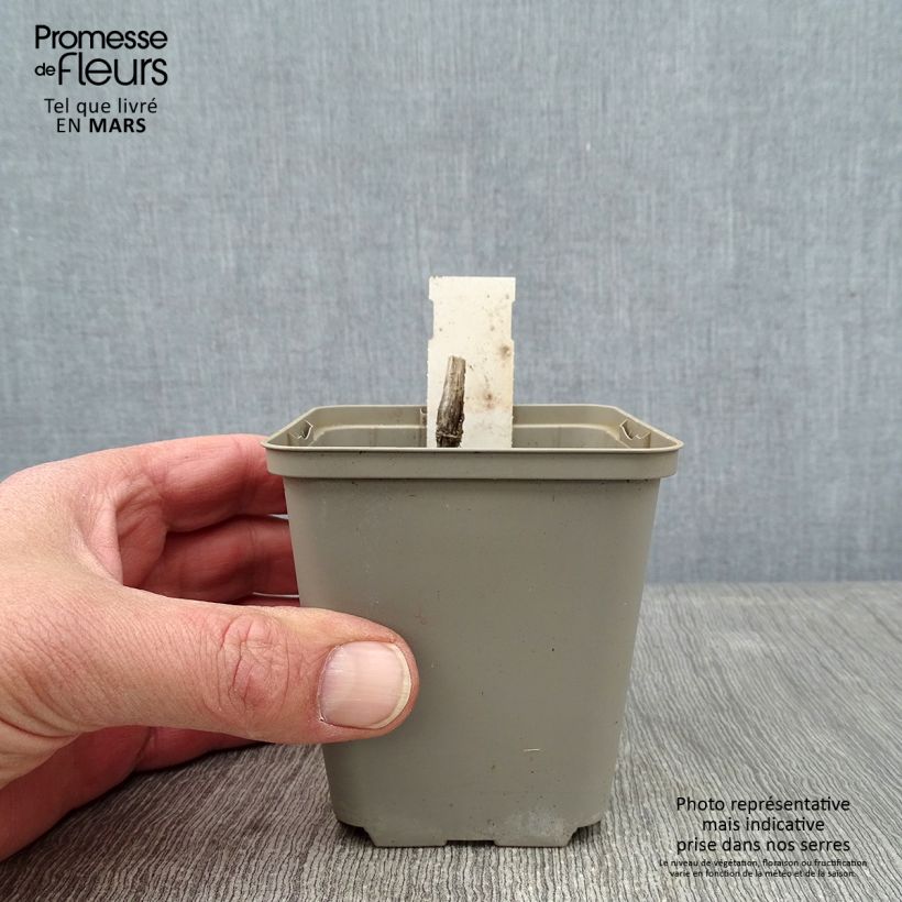 Persicaria virginiana Lance Corporal - Virginia Knotweed 8/9 cm pot sample as delivered in winter