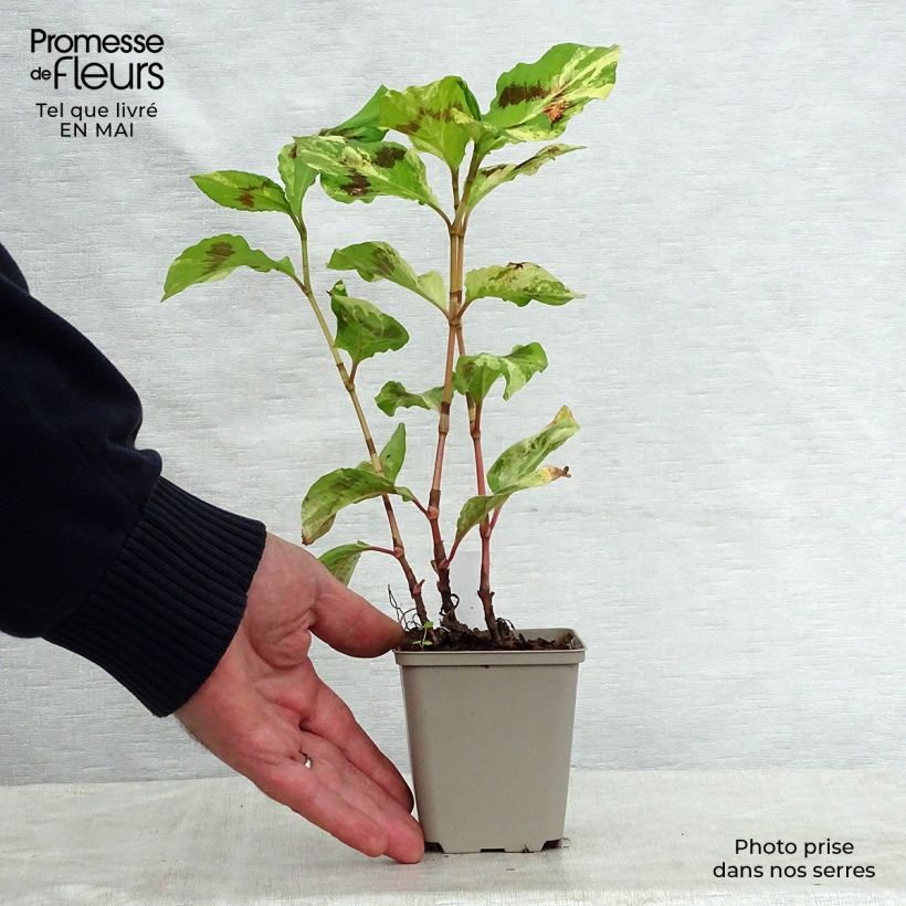 Persicaria virginiana Painters Palette - Virginia Knotweed 8/9 cm pot sample as delivered in spring