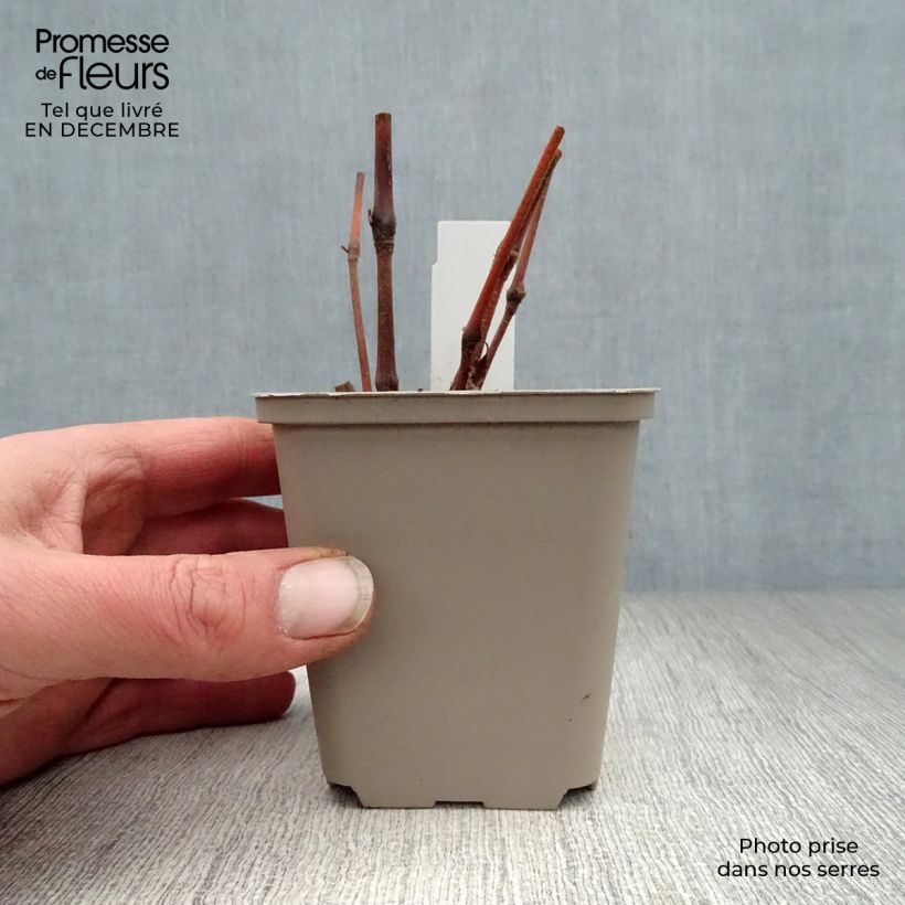 Persicaria virginiana Painters Palette - Virginia Knotweed 8/9 cm pot sample as delivered in winter