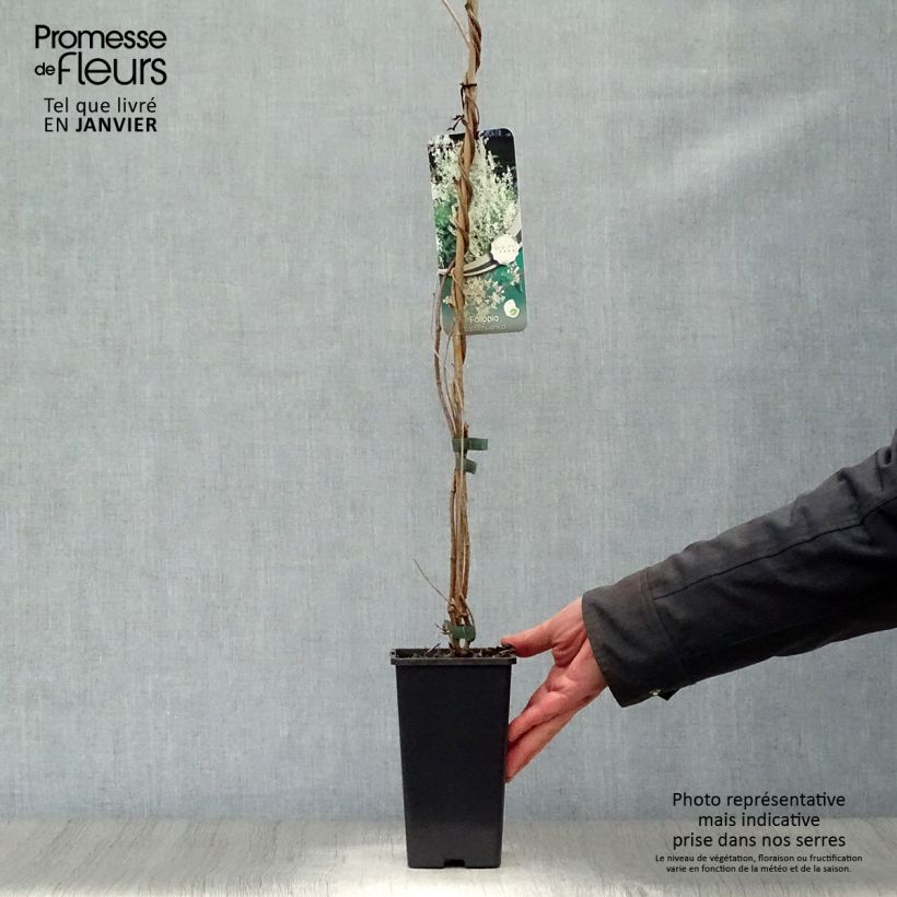 Fallopia aubertii 1.5L/2L pot sample as delivered in winter