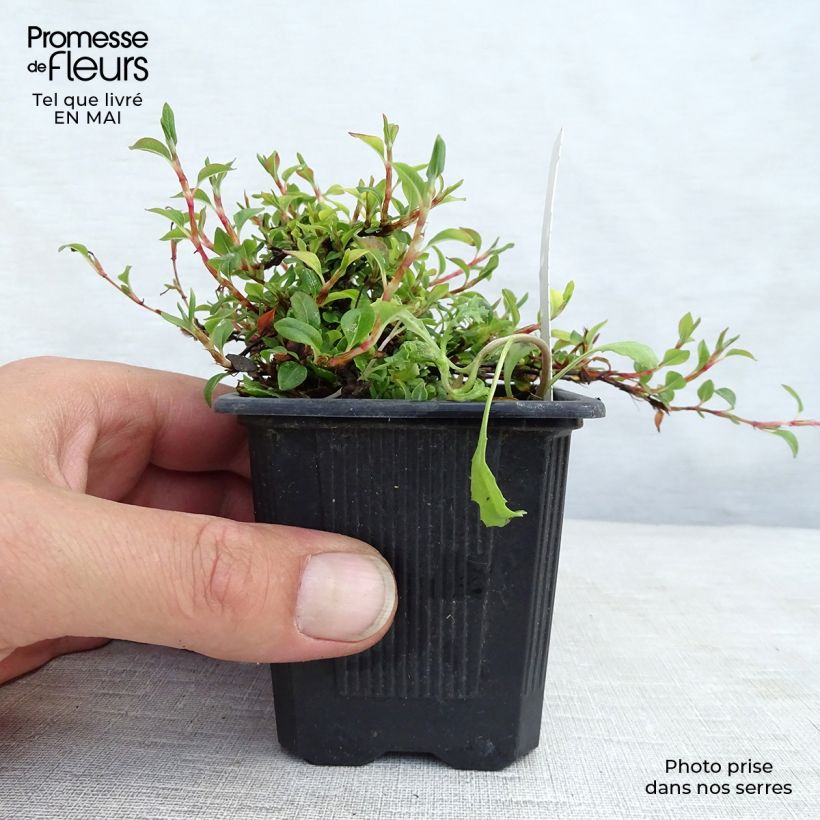 Persicaria vacciniifolia - Knotweed 8/9 cm pot sample as delivered in spring