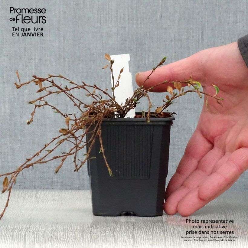 Persicaria vacciniifolia - Knotweed 8/9 cm pot sample as delivered in winter