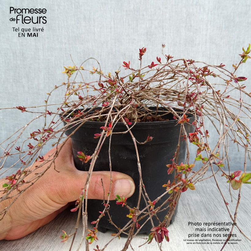 Persicaria vacciniifolia - Knotweed 2L/3L pot sample as delivered in spring