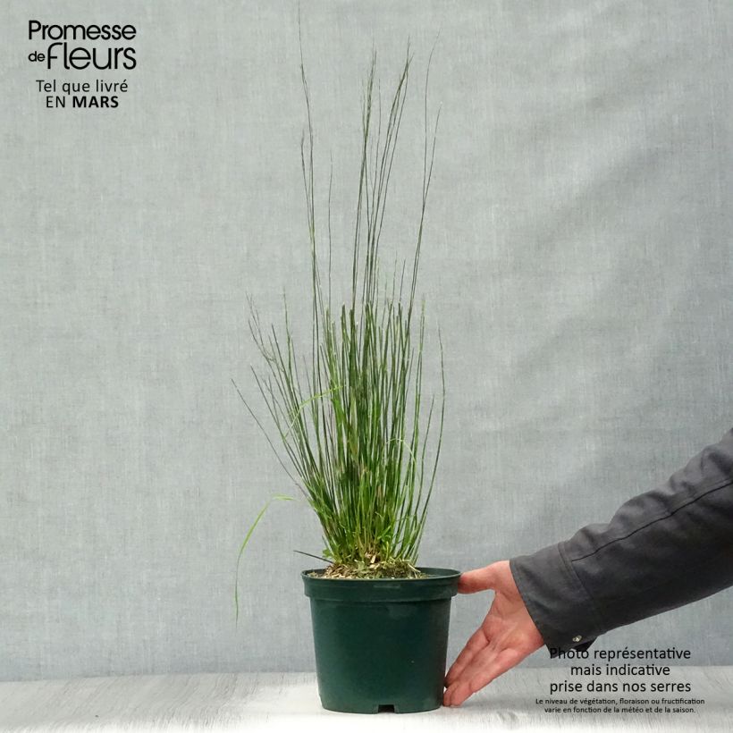 Restio tetraphyllus 2L/3L pot sample as delivered in spring