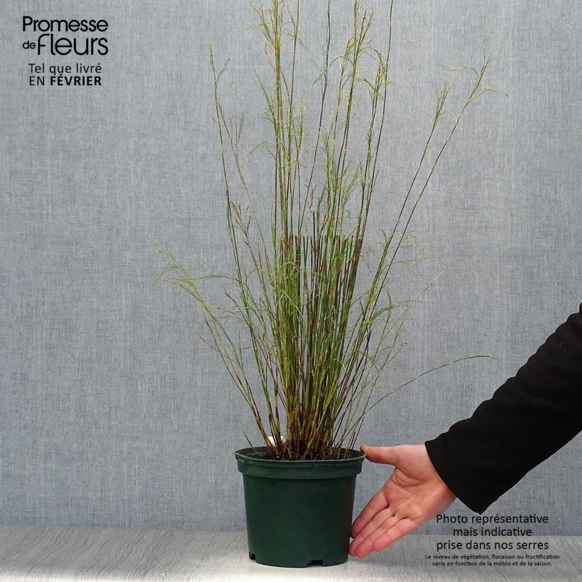 Restio tetraphyllus 2L/3L pot sample as delivered in winter