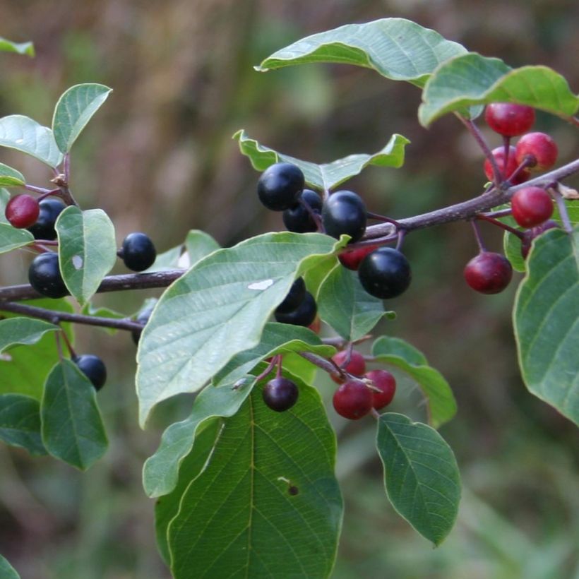 Rhamnus (Frangula) frangula (alnus) (Harvest)