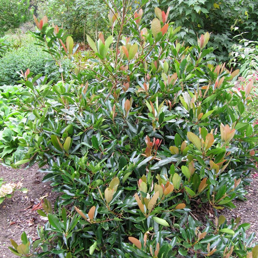 Rhaphiolepis umbellata (japonica) (Plant habit)