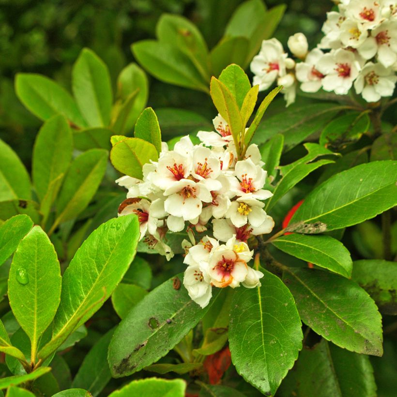 Rhaphiolepis umbellata Minor - Yeddo hawthorn (Flowering)