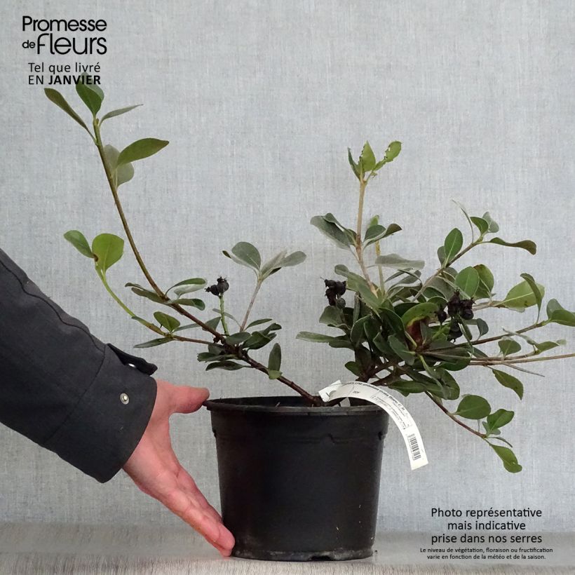 Rhaphiolepis umbellata f. ovata 2L/3L pot sample as delivered in winter