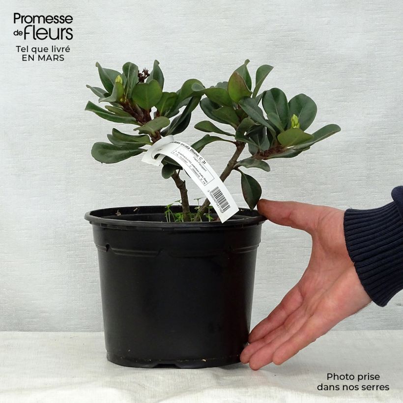 Rhaphiolepis umbellata f. ovata 2L/3L pot sample as delivered in spring