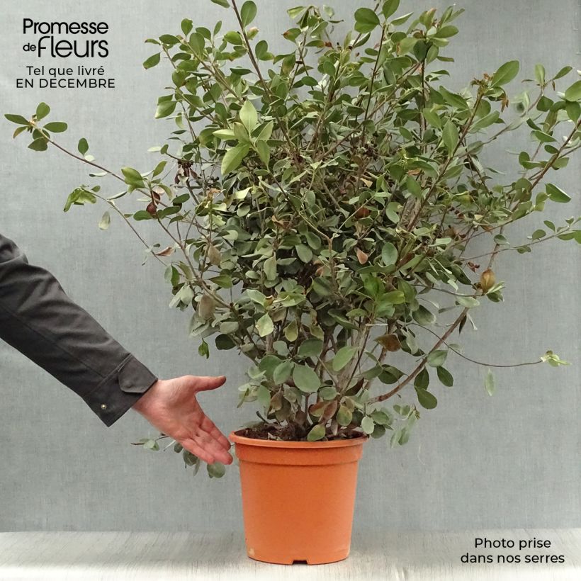 Rhaphiolepis umbellata f. ovata 7.5L/10L pot sample as delivered in winter