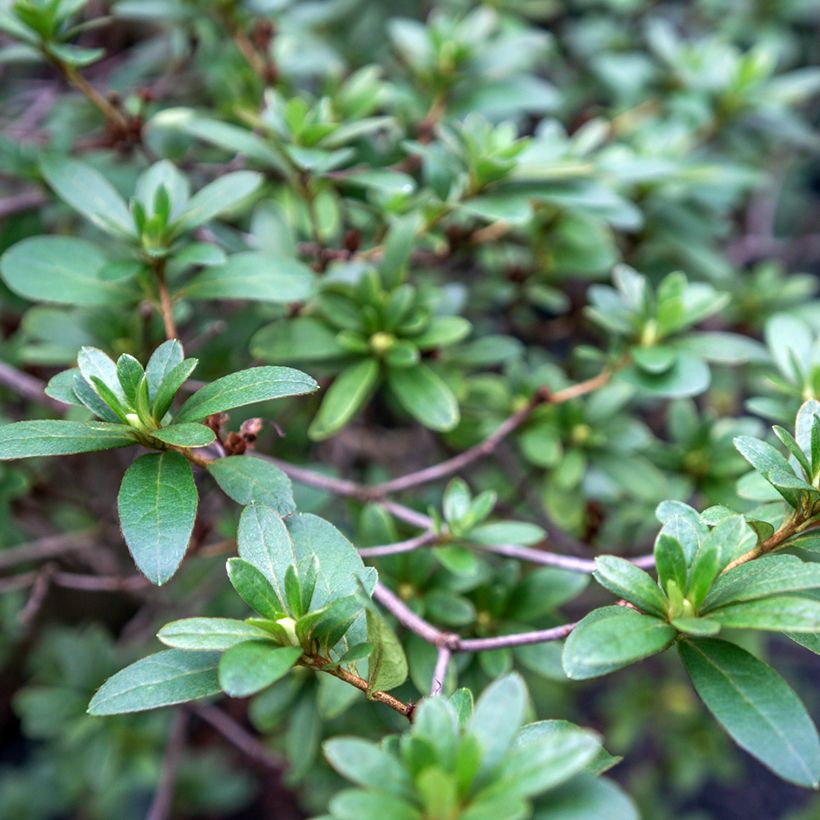 Rhaphiolepis umbellata (japonica) (Foliage)