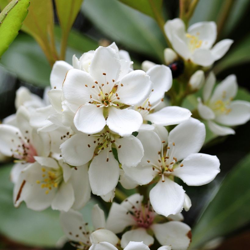 Rhaphiolepis umbellata (japonica) (Flowering)