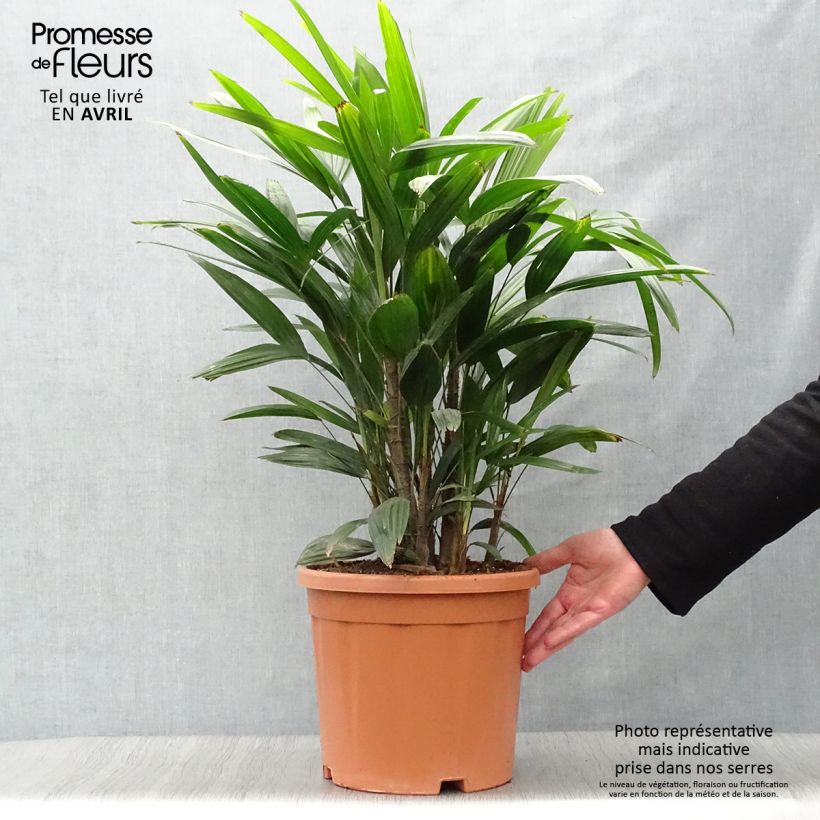 Rhapis excelsa - Broadleaf Lady Palm 7.5L/10L pot sample as delivered in spring