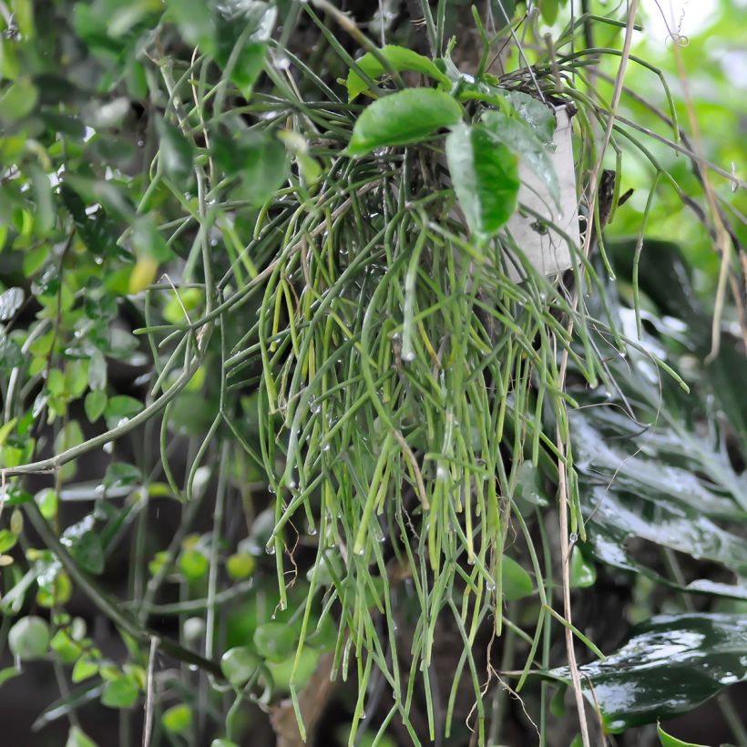 Rhipsalis cereuscula - Coral cactus (Plant habit)