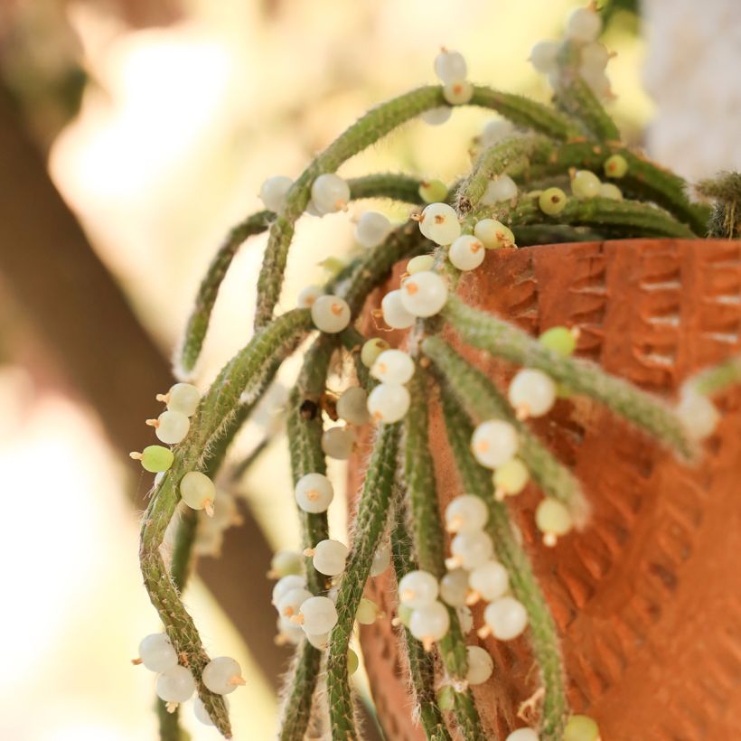 Rhipsalis baccifera subsp. horrida - mistletoe cactus (Harvest)