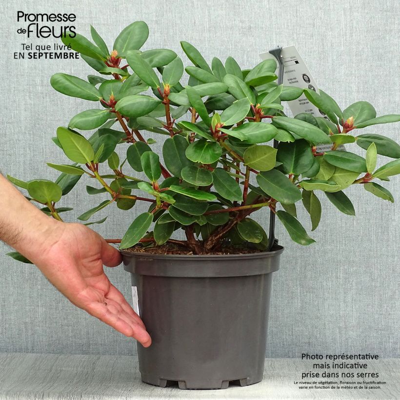 Rhododendron Gartendirektor Rieger 4L/5L pot sample as delivered in autumn