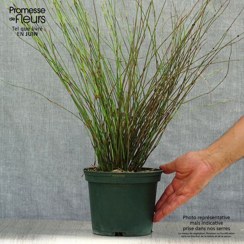 Rhodocoma capensis  2L/3L pot sample as delivered in summer