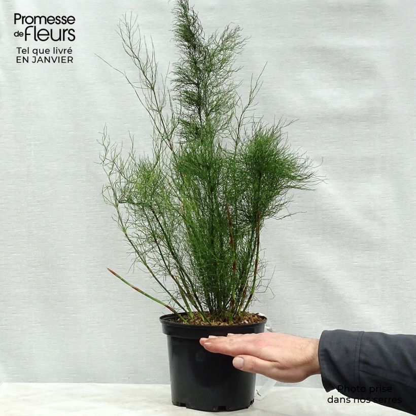 Rhodocoma capensis  2L/3L pot sample as delivered in winter