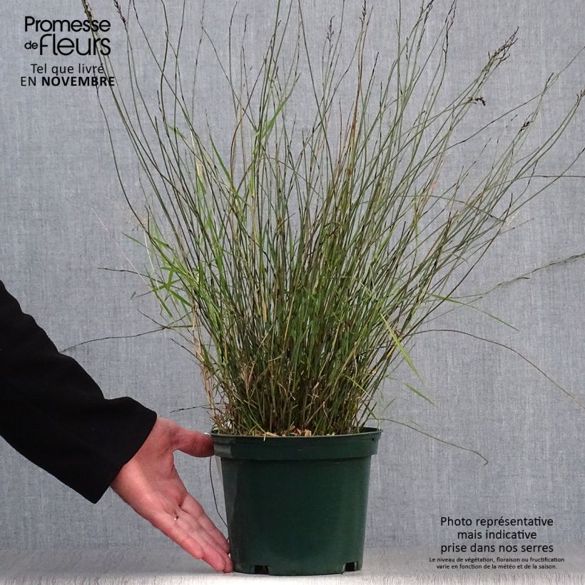 Rhodocoma capensis  2L/3L pot sample as delivered in autumn