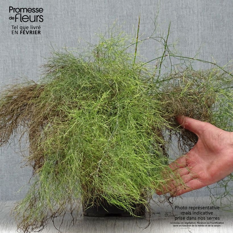 Rhodocoma gigantea - Restio 2L/3L pot sample as delivered in winter