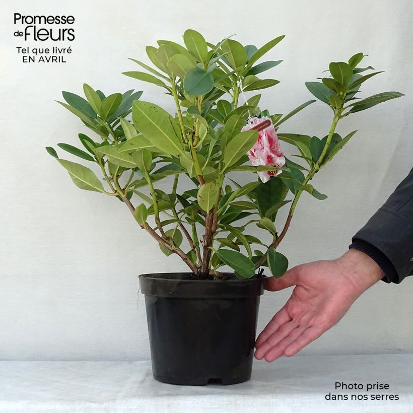 Rhododendron Albert Schweitzer 4L/5L pot sample as delivered in spring