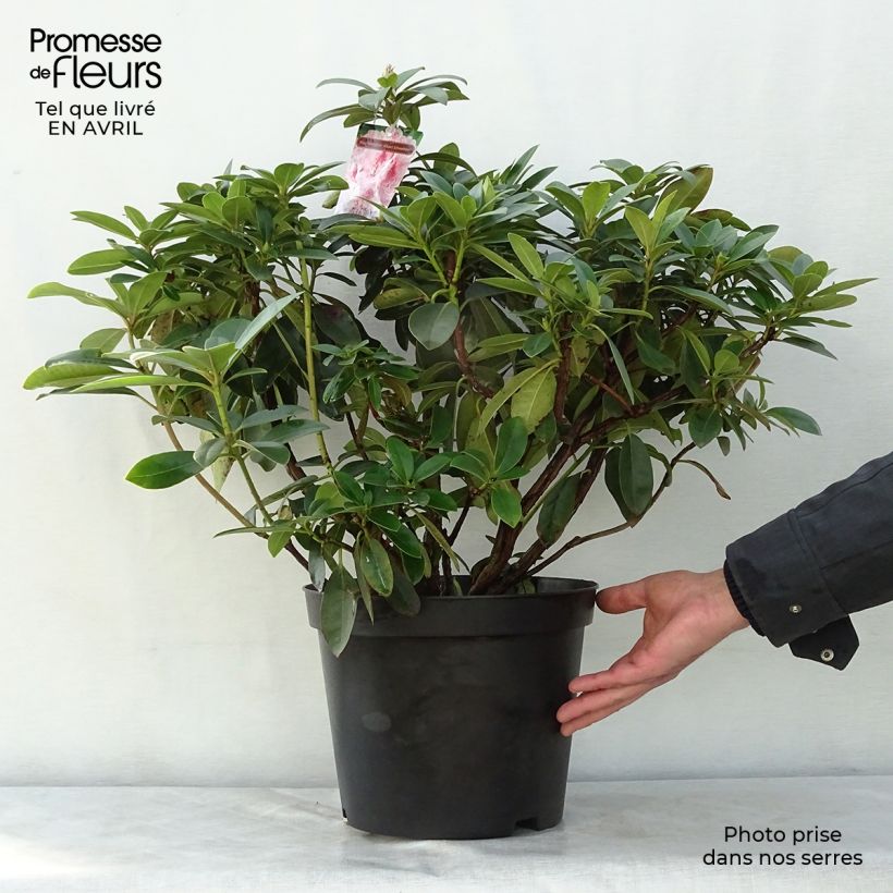 Rhododendron Albert Schweitzer 7.5L/10L pot sample as delivered in spring