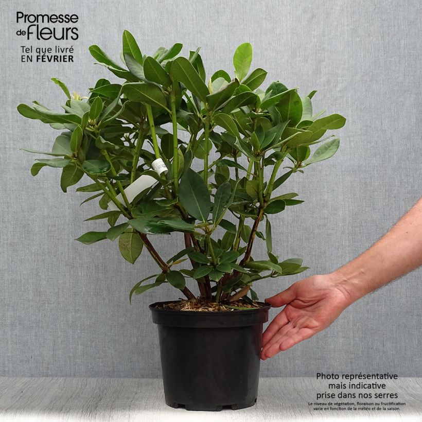 Rhododendron Anna Rose Whitney 4L/5L pot sample as delivered in autumn