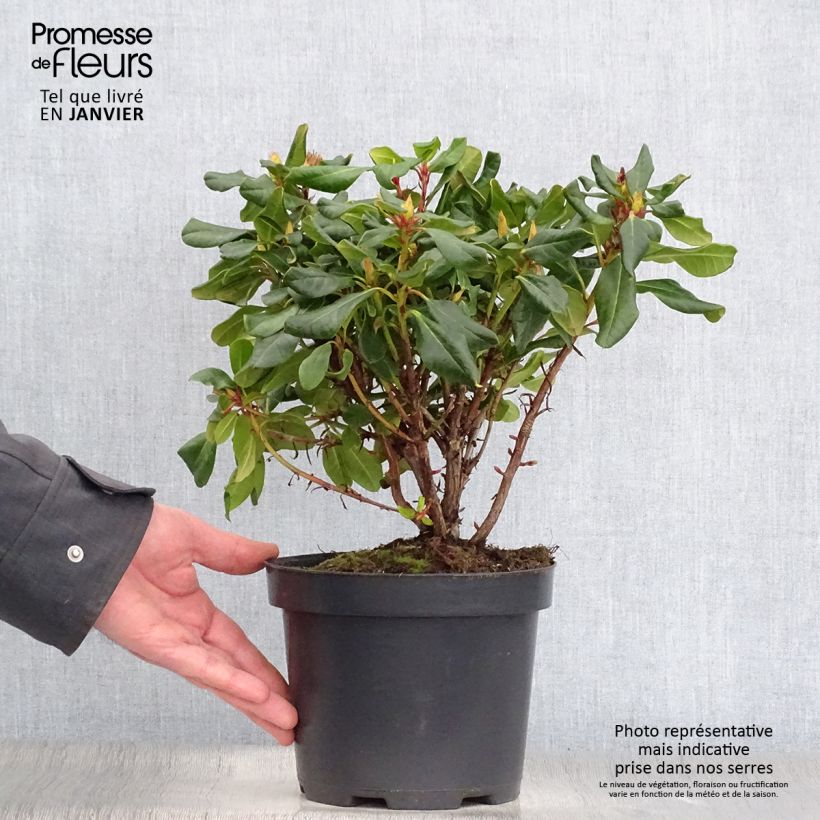 Rhododendron Baden-Baden 2L/3L pot sample as delivered in winter