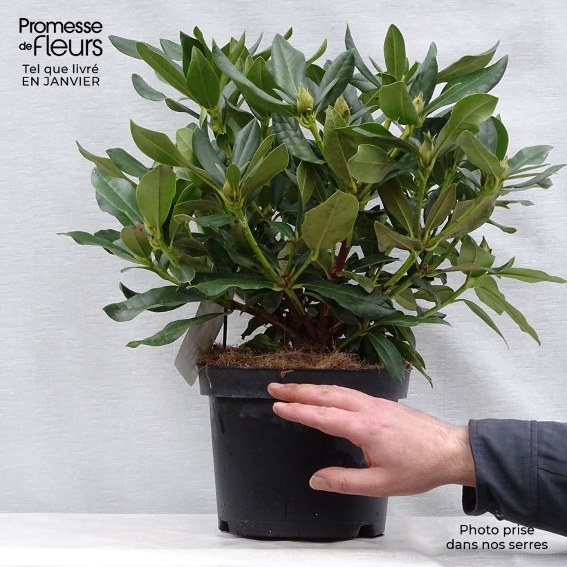 Rhododendron Cunninghams White 4L/5L pot sample as delivered in winter