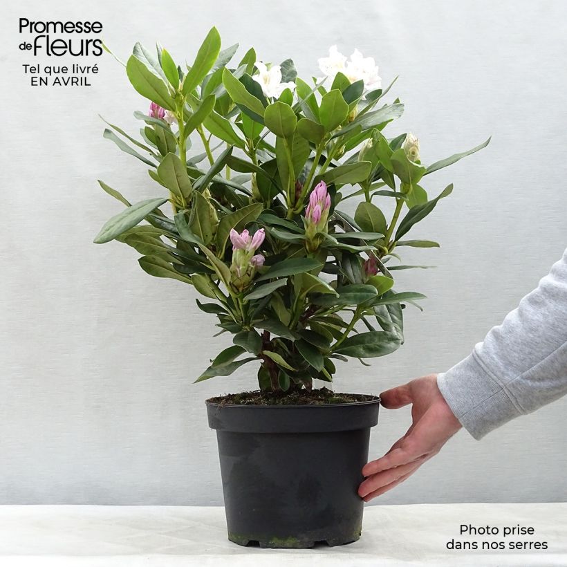 Rhododendron Cunninghams White 4L/5L pot sample as delivered in spring