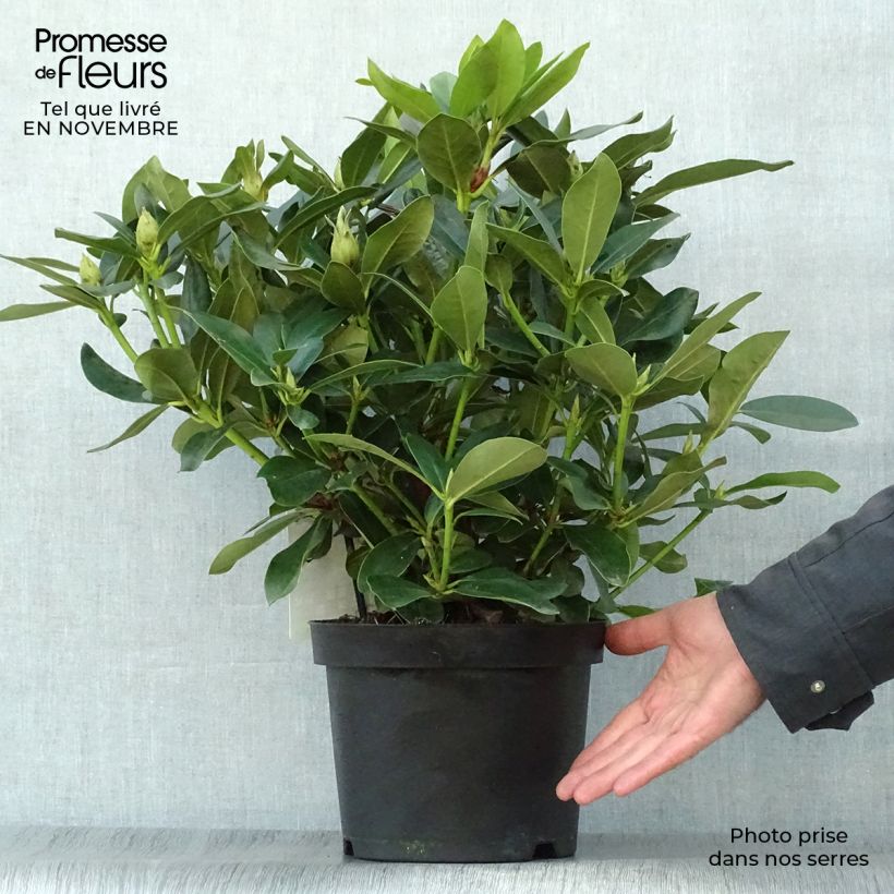 Rhododendron Cunninghams White 4L/5L pot sample as delivered in autumn