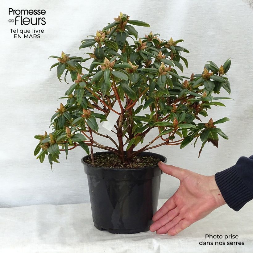 Rhododendron Dora Amateis 3L/4L pot sample as delivered in spring