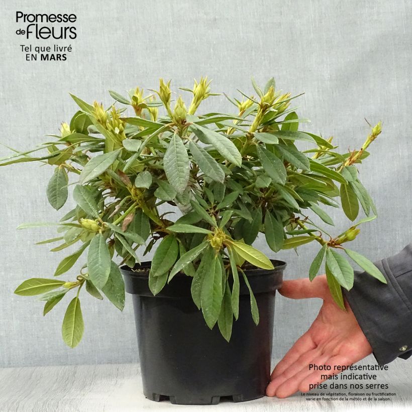 Rhododendron Elizabeth 4L/5L pot sample as delivered in spring