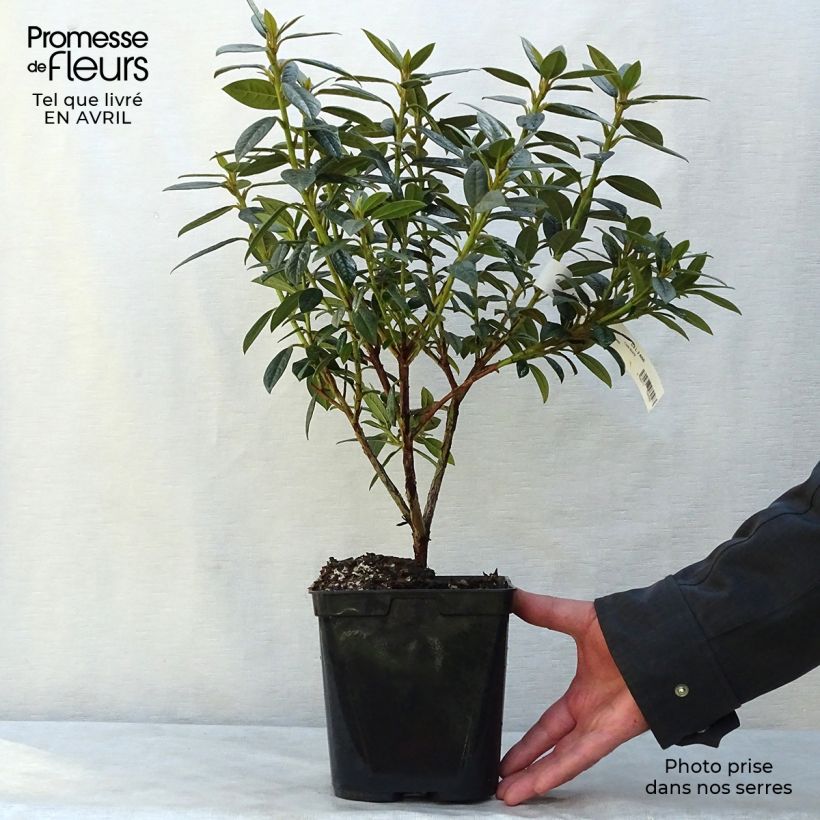 Rhododendron Fragrantissimum 3L/4L pot sample as delivered in spring